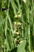 Epipactis helleborine
