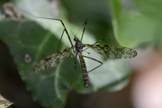 Epiphragma ocellare