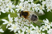 Epistrophe leiophthalma