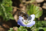 Episyrphus balteatus