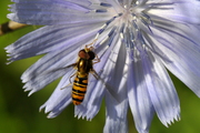 Episyrphus balteatus