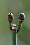 Equisetum hyemale