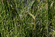 Equisetum palustre