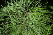 Equisetum sylvaticum