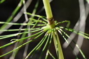 Equisetum telmateia