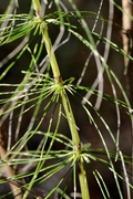 Equisetum telmateia