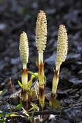 Equisetum telmateia