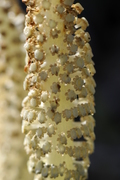 Equisetum telmateia
