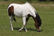 Perissodactyla
