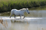 Equus caballus