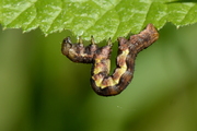 Erannis defoliaria