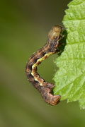 Erannis defoliaria