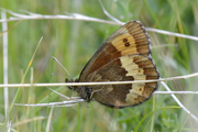 Erebia euryale