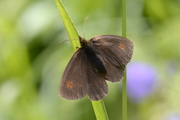 Erebia manto