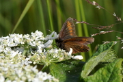 Erebia melampus