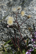 Erigeron acris