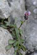 Erigeron uniflorus