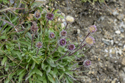 Erigeron uniflorus