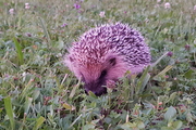 Erinaceus europaeus