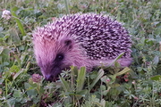 Erinaceomorpha