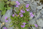Erinus alpinus
