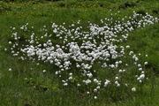 Eriophorum scheuchzeri
