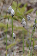 Eriophorum vaginatum