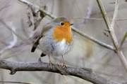 Erithacus rubecula