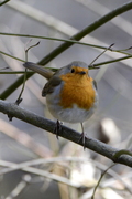 Erithacus rubecula