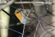 Erithacus rubecula