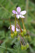 Erodium cicutarium