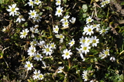 Erophila verna