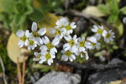 Erophila verna