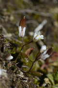 Erophila verna