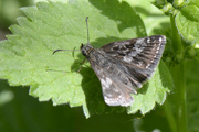 Erynnis tages