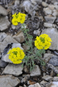 Erysimum ruscinonense