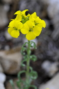 Erysimum ruscinonense