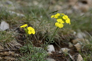 Erysimum ruscinonense