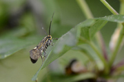 Esperia sulphurella