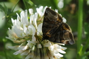 Euclidia glyphica