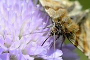 Euclidia glyphica