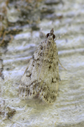 Eudonia lacustrata