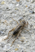 Eumodicogryllus bordigalensis