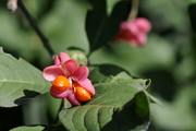 Euonymus europaeus