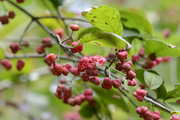 Euonymus europaeus