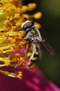 Eupeodes corollae