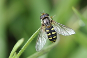 Eupeodes luniger