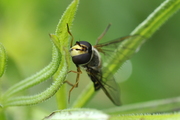 Eupeodes luniger