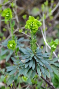 Euphorbia amygdaloides