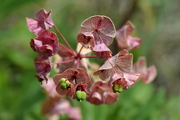 Euphorbia amygdaloides